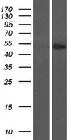 MAZ Protein - Western validation with an anti-DDK antibody * L: Control HEK293 lysate R: Over-expression lysate