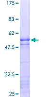 MAZ Protein - 12.5% SDS-PAGE of human MAZ stained with Coomassie Blue