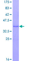 MAZ Protein - 12.5% SDS-PAGE Stained with Coomassie Blue.