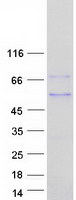 MAZ Protein - Purified recombinant protein MAZ was analyzed by SDS-PAGE gel and Coomassie Blue Staining