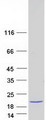 MB / Myoglobin Protein - Purified recombinant protein MB was analyzed by SDS-PAGE gel and Coomassie Blue Staining