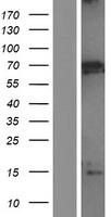 MBD1 Protein - Western validation with an anti-DDK antibody * L: Control HEK293 lysate R: Over-expression lysate