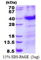 MBD3 Protein