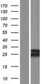 MBD3L3 Protein - Western validation with an anti-DDK antibody * L: Control HEK293 lysate R: Over-expression lysate