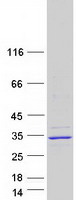 MBD3L3 Protein - Purified recombinant protein MBD3L3 was analyzed by SDS-PAGE gel and Coomassie Blue Staining