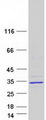MBD3L3 Protein - Purified recombinant protein MBD3L3 was analyzed by SDS-PAGE gel and Coomassie Blue Staining