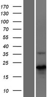 MBD3L4 Protein - Western validation with an anti-DDK antibody * L: Control HEK293 lysate R: Over-expression lysate