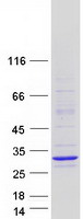 MBD3L4 Protein - Purified recombinant protein MBD3L4 was analyzed by SDS-PAGE gel and Coomassie Blue Staining