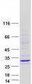 MBD3L4 Protein - Purified recombinant protein MBD3L4 was analyzed by SDS-PAGE gel and Coomassie Blue Staining