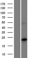MBD3L5 Protein - Western validation with an anti-DDK antibody * L: Control HEK293 lysate R: Over-expression lysate
