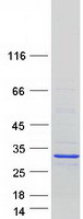 MBD3L5 Protein - Purified recombinant protein MBD3L5 was analyzed by SDS-PAGE gel and Coomassie Blue Staining