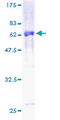 MBIP Protein - 12.5% SDS-PAGE of human MBIP stained with Coomassie Blue