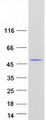 MBIP Protein - Purified recombinant protein MBIP was analyzed by SDS-PAGE gel and Coomassie Blue Staining