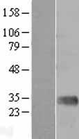 MBL2 / Mannose Binding Protein Protein - Western validation with an anti-DDK antibody * L: Control HEK293 lysate R: Over-expression lysate