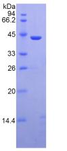 MBL2 / Mannose Binding Protein Protein - Active Mannose Binding Lectin (MBL) by SDS-PAGE
