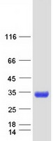 MBL2 / Mannose Binding Protein Protein - Purified recombinant protein MBL2 was analyzed by SDS-PAGE gel and Coomassie Blue Staining
