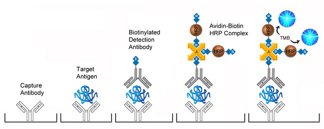 MBL2 / Mannose Binding Protein ELISA Kit - Sandwich ELISA Platform Overview