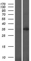 MBLAC1 Protein - Western validation with an anti-DDK antibody * L: Control HEK293 lysate R: Over-expression lysate