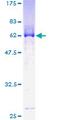 MBNL1 / MBNL Protein - 12.5% SDS-PAGE of human MBNL1 stained with Coomassie Blue
