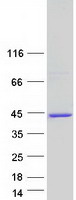 MBNL1 / MBNL Protein - Purified recombinant protein MBNL1 was analyzed by SDS-PAGE gel and Coomassie Blue Staining