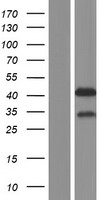 MBNL2 Protein - Western validation with an anti-DDK antibody * L: Control HEK293 lysate R: Over-expression lysate