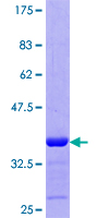 MBNL2 Protein - 12.5% SDS-PAGE Stained with Coomassie Blue.