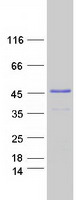 MBNL2 Protein - Purified recombinant protein MBNL2 was analyzed by SDS-PAGE gel and Coomassie Blue Staining