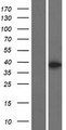 MBNL3 Protein - Western validation with an anti-DDK antibody * L: Control HEK293 lysate R: Over-expression lysate