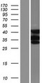 MBNL3 Protein - Western validation with an anti-DDK antibody * L: Control HEK293 lysate R: Over-expression lysate