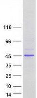MBNL3 Protein - Purified recombinant protein MBNL3 was analyzed by SDS-PAGE gel and Coomassie Blue Staining