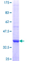 MBOAT7 / BB1 Protein - 12.5% SDS-PAGE Stained with Coomassie Blue.