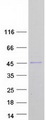 MBOAT7 / BB1 Protein - Purified recombinant protein MBOAT7 was analyzed by SDS-PAGE gel and Coomassie Blue Staining