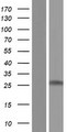 MBP / Myelin Basic Protein Protein - Western validation with an anti-DDK antibody * L: Control HEK293 lysate R: Over-expression lysate