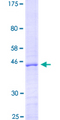 MBP / Myelin Basic Protein Protein - 12.5% SDS-PAGE of human MBP stained with Coomassie Blue