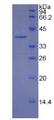 MBP / Myelin Basic Protein Protein - Recombinant Myelin Basic Protein By SDS-PAGE