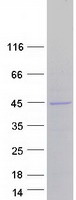 MBP / Myelin Basic Protein Protein - Purified recombinant protein MBP was analyzed by SDS-PAGE gel and Coomassie Blue Staining