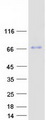 MBTD1 Protein - Purified recombinant protein MBTD1 was analyzed by SDS-PAGE gel and Coomassie Blue Staining