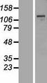 MBTPS1 / S1P Protein - Western validation with an anti-DDK antibody * L: Control HEK293 lysate R: Over-expression lysate