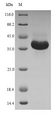 MBTPS1 / S1P Protein - (Tris-Glycine gel) Discontinuous SDS-PAGE (reduced) with 5% enrichment gel and 15% separation gel.