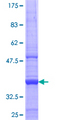 MBTPS1 / S1P Protein - 12.5% SDS-PAGE Stained with Coomassie Blue.
