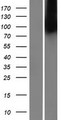 MBTPS2 Protein - Western validation with an anti-DDK antibody * L: Control HEK293 lysate R: Over-expression lysate