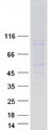 MC2R / ACTHR / ACTH Receptor Protein - Purified recombinant protein MC2R was analyzed by SDS-PAGE gel and Coomassie Blue Staining