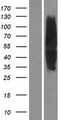 MC4R / Melanocortin 4 Receptor Protein - Western validation with an anti-DDK antibody * L: Control HEK293 lysate R: Over-expression lysate