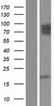 MCAM / CD146 Protein - Western validation with an anti-DDK antibody * L: Control HEK293 lysate R: Over-expression lysate