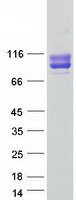 MCAM / CD146 Protein - Purified recombinant protein MCAM was analyzed by SDS-PAGE gel and Coomassie Blue Staining