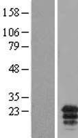 MCEMP1 / C19orf59 Protein - Western validation with an anti-DDK antibody * L: Control HEK293 lysate R: Over-expression lysate