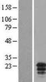 MCEMP1 / C19orf59 Protein - Western validation with an anti-DDK antibody * L: Control HEK293 lysate R: Over-expression lysate