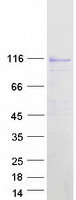 MCF2L / DBS Protein - Purified recombinant protein MCF2L was analyzed by SDS-PAGE gel and Coomassie Blue Staining