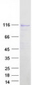 MCF2L / DBS Protein - Purified recombinant protein MCF2L was analyzed by SDS-PAGE gel and Coomassie Blue Staining