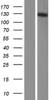 MCF2L2 Protein - Western validation with an anti-DDK antibody * L: Control HEK293 lysate R: Over-expression lysate